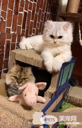 快点救我下来啊 喵星人挂纸门眼神死地摇晃屁股