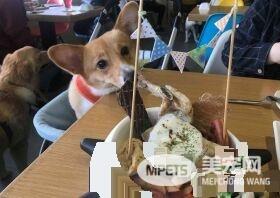 柯基庆生玩太疯好累 洗澡时竟然躺成一直线