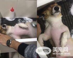 柯基庆生玩太疯好累 洗澡时竟然躺成一直线