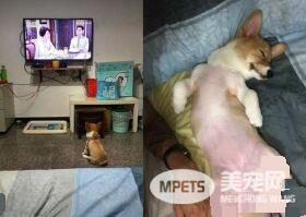 柯基庆生玩太疯好累 洗澡时竟然躺成一直线