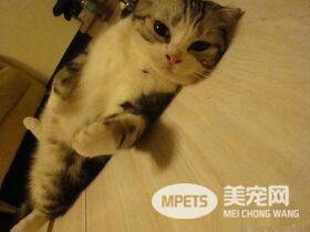 暖猫晚年时行动不便 屁屁不小心沾到便便却不敢说