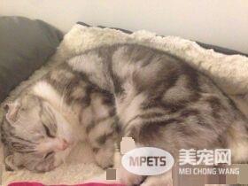 暖猫晚年时行动不便 屁屁不小心沾到便便却不敢说