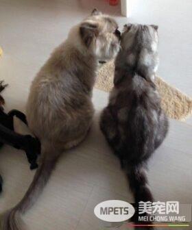 暖猫晚年时行动不便 屁屁不小心沾到便便却不敢说