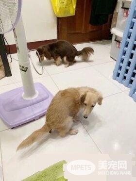 汪门口设黄金陷阱 把拔开门:画面像巧克力抹吐司