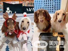 汪门口设黄金陷阱 把拔开门:画面像巧克力抹吐司