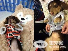 汪门口设黄金陷阱 把拔开门:画面像巧克力抹吐司