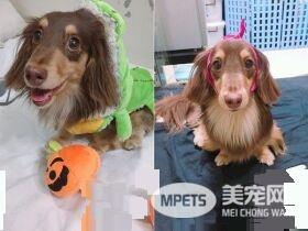 汪门口设黄金陷阱 把拔开门:画面像巧克力抹吐司