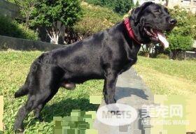 拉拉超强鼾声骚扰 如机关枪扫射半夜惊醒主人