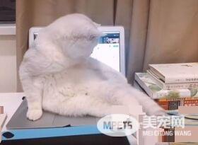 美喵亲自出马狂刷存在感 撩人动作性感又不失霸气