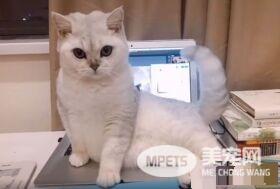 美喵亲自出马狂刷存在感 撩人动作性感又不失霸气