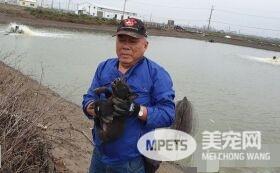 2幼犬卡在坑洞中吃土维生 志工化身马盖先抢救