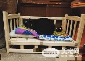 外出寄件有问题问猫 店家外出留猫解决顾客的问题