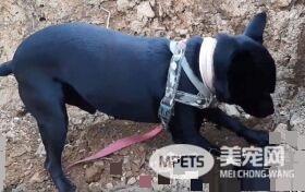 调皮汪第一次捐血乖乖坐着忍痛 我在做有意义的事