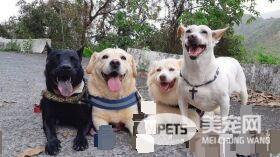 调皮汪第一次捐血乖乖坐着忍痛 我在做有意义的事