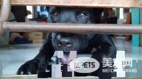 调皮汪第一次捐血乖乖坐着忍痛 我在做有意义的事