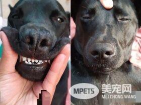 调皮汪第一次捐血乖乖坐着忍痛 我在做有意义的事