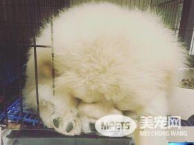 回家发现鬆狮弟弟趴着不动 摇动才惊觉全身僵硬了