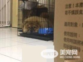 回家发现鬆狮弟弟趴着不动 摇动才惊觉全身僵硬了