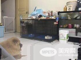 回家发现鬆狮弟弟趴着不动 摇动才惊觉全身僵硬了