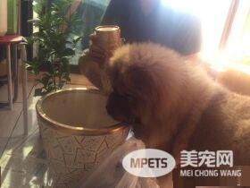 回家发现鬆狮弟弟趴着不动 摇动才惊觉全身僵硬了