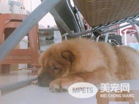 回家发现鬆狮弟弟趴着不动 摇动才惊觉全身僵硬了