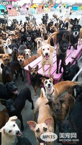 不忍浪浪受苦 护生园收容超过三千只浪浪