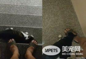 遇上路霸+碰瓷的猫 无奈爸爸每下阶梯要小心翼翼