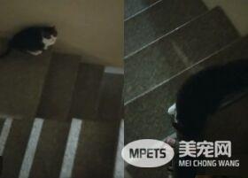 遇上路霸+碰瓷的猫 无奈爸爸每下阶梯要小心翼翼