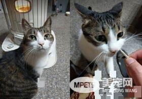 遇上路霸+碰瓷的猫 无奈爸爸每下阶梯要小心翼翼