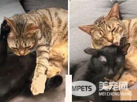 猫哥打呵欠弟弟伸出肉球 狠狠塞进哥哥嘴巴里