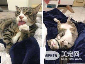 猫哥打呵欠弟弟伸出肉球 狠狠塞进哥哥嘴巴里