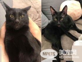 猫哥打呵欠弟弟伸出肉球 狠狠塞进哥哥嘴巴里