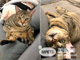 猫哥打呵欠弟弟伸出肉球 狠狠塞进哥哥嘴巴里