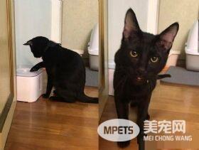 猫哥打呵欠弟弟伸出肉球 狠狠塞进哥哥嘴巴里