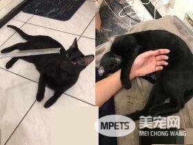 猫哥打呵欠弟弟伸出肉球 狠狠塞进哥哥嘴巴里