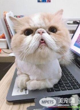 萌喵玩纸箱身躯卡遭关 原来不是头过身就过