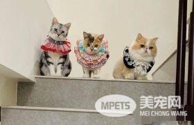 萌喵玩纸箱身躯卡遭关 原来不是头过身就过