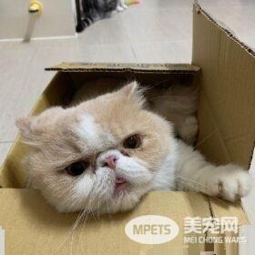 萌喵玩纸箱身躯卡遭关 原来不是头过身就过