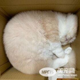 萌喵玩纸箱身躯卡遭关 原来不是头过身就过