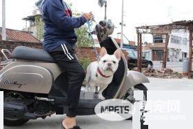 戏精法斗发现上错车 不但眼睛变红还开始泛泪