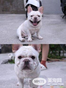 戏精法斗发现上错车 不但眼睛变红还开始泛泪