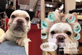 戏精法斗发现上错车 不但眼睛变红还开始泛泪