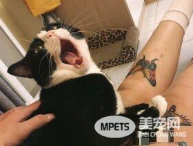 猫对妈咪的浴巾独有情钟 超用力抢到脚脚开掌花