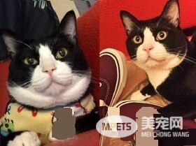 猫对妈咪的浴巾独有情钟 超用力抢到脚脚开掌花