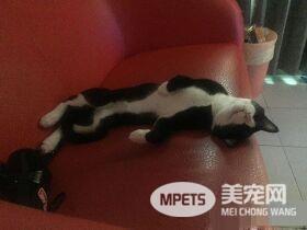 猫对妈咪的浴巾独有情钟 超用力抢到脚脚开掌花