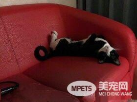猫对妈咪的浴巾独有情钟 超用力抢到脚脚开掌花