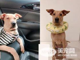 性感的蜜大腿配上翘臀 简直米克斯界的性感女王