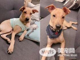 性感的蜜大腿配上翘臀 简直米克斯界的性感女王