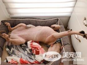 性感的蜜大腿配上翘臀 简直米克斯界的性感女王