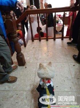 爱就是不离不弃 流浪狗跟新娘一起嫁出去了